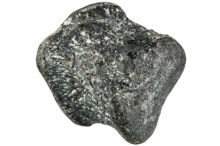 Juvenile Hadrosaur (Maiasaura) Phalanx Bone - Montana #231620